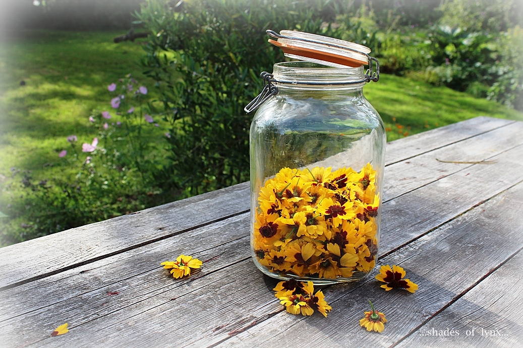 coreopsis flowers